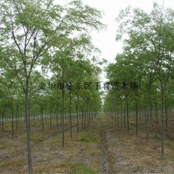 贵州榉树8-25公分产地实惠金华千喜苗木榉树产业