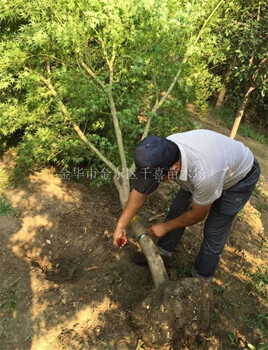 重慶雞爪槭D1-30cm價(jià)格表、金華千喜苗木雞爪槭產(chǎn)地