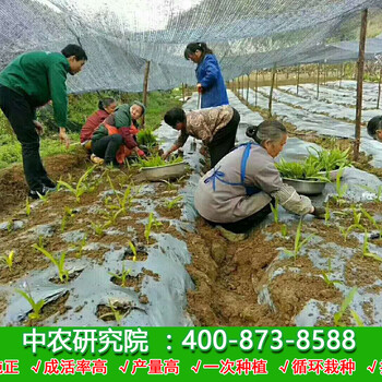 白芨市場價(jià)格多少？白芨鮮品多少錢一斤？種植白芨有前途嗎？