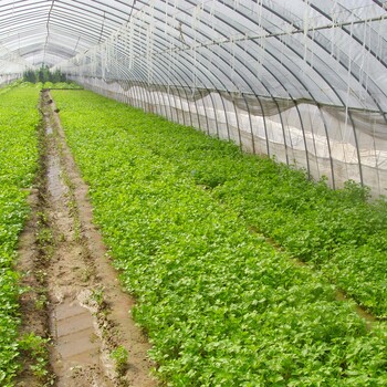 建一个两亩地的温室蔬菜大棚大概需要多少钱？