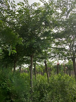 供應裂葉榆4-5-6公分