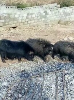 湖南藏香猪种猪发情母猪