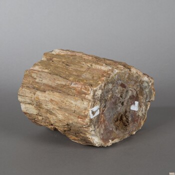 树木化石鉴定，什么是木化玉