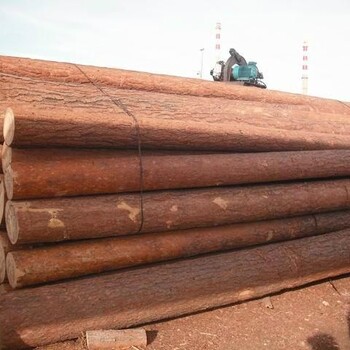 原木木材进口宁波报关流程价格