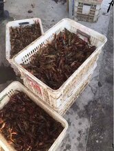 欢迎咨询辽宁龙虾苗咨询图片
