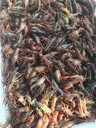 欢迎咨询吉林龙虾养殖基地养殖过程