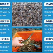东北地区龙虾养殖基地图片