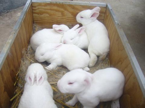 聊城市新西兰兔养殖厂家