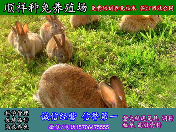 辽宁锦州杂交野兔子养殖基地