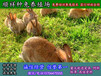 牡丹江野兔子大规模养兔场