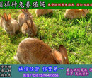 四川阿坝养殖野兔子散养基地图片