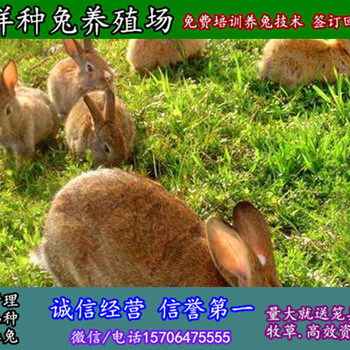 广西来宾养野兔大型养殖场