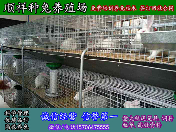 黑龙江鸡西种兔子市场价格
