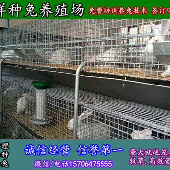 湖南湘潭种兔养殖场