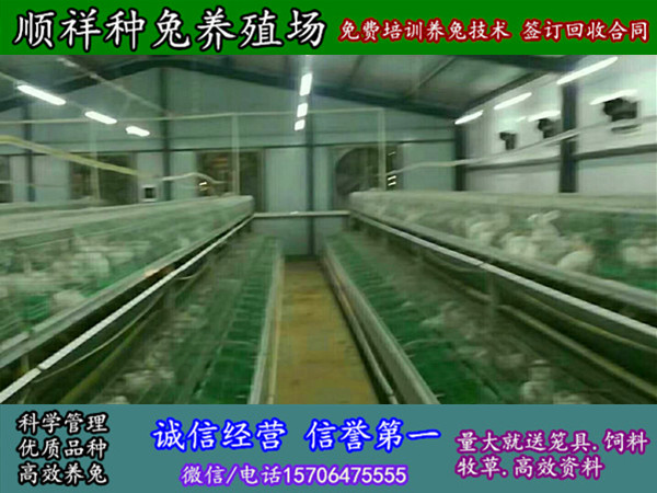 辽宁锦州野兔种兔大型养殖场