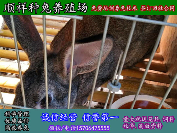 云南临沧杂交野兔子周边养兔场