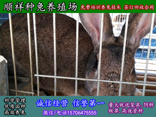 安庆杂交野兔养殖大型养殖场