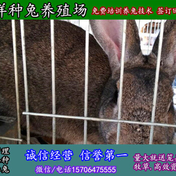贵州安顺杂交野兔散养批发价格