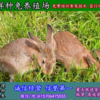 内蒙古通辽散养野兔一只种兔价格