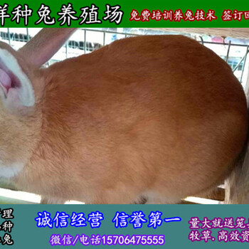 陕西咸阳养兔基地杂交野兔市场价格