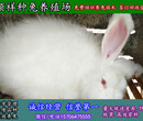 哈尔滨杂交野兔专业养殖基地图片