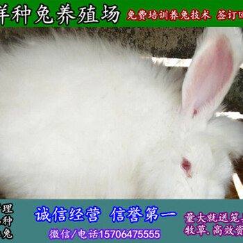 安徽纯种野兔附近有没有卖的