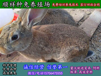 贵州贵阳养殖野兔子全国包送货图片1