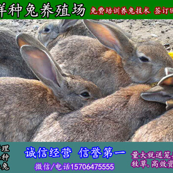 河北秦皇岛野兔种兔大规模养兔场