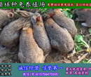 陕西杂交野兔哪里买图片