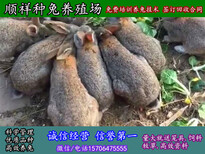 长沙市野兔种兔养殖场图片3