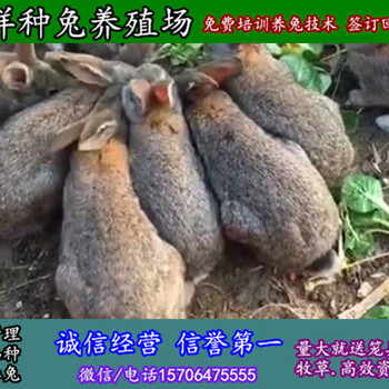 吉林长春杂交野兔养殖养殖基地