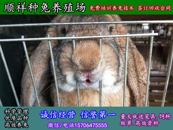 镇江野兔种兔哪里买