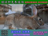 云浮肉兔子行情图片2