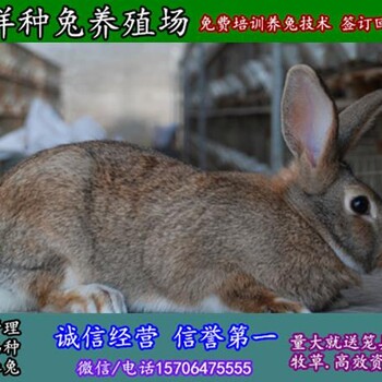 浙江湖州杂交野兔大型养殖场