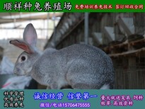 黄石养野兔大型养殖场图片4