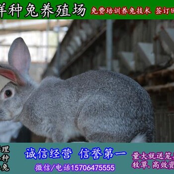 湛江野兔苗大型养殖场