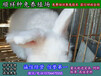 辽宁铁岭野兔种兔多少钱一只