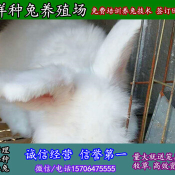 新疆博尔塔拉野兔种兔大规模养兔场