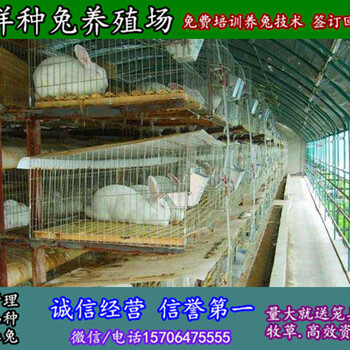 蚌埠杂交野兔养殖多少钱一只
