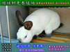 株洲野兔子大规模养兔场