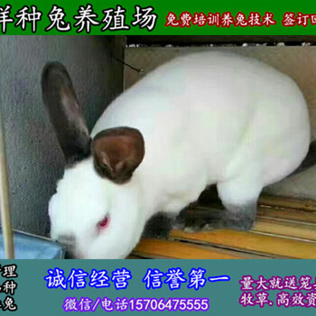 浙江嘉兴杂交野兔子周边养兔场