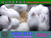 辽宁葫芦岛杂交野兔养殖多少钱一只