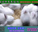 金华野兔养兔场