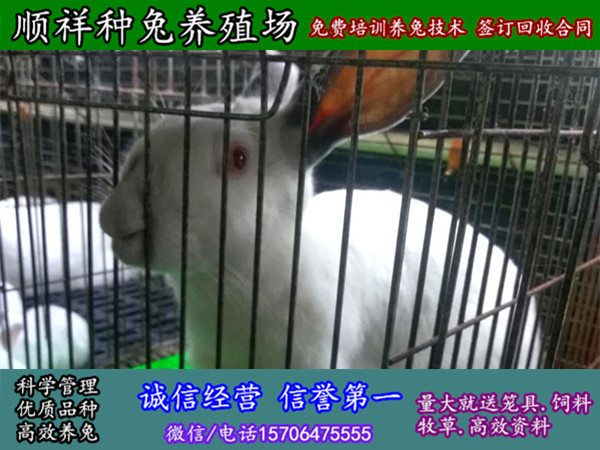 亳州繁殖母兔怎么样
