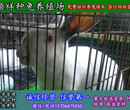 萍乡市杂交野兔繁殖种兔价格图片