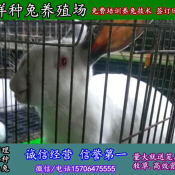 安徽野兔子一只种兔价格