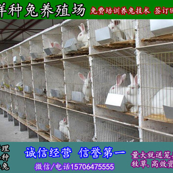 威海野兔子养殖基地