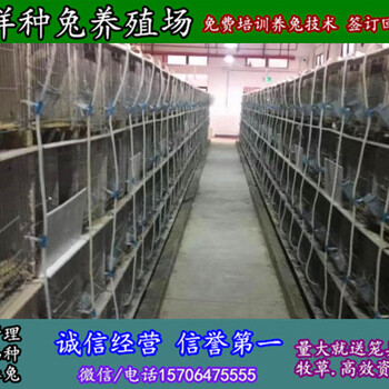 锡林郭勒野兔养殖基地出售兔笼