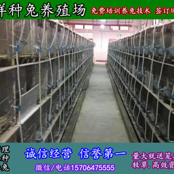 阿坝肉兔散养基地