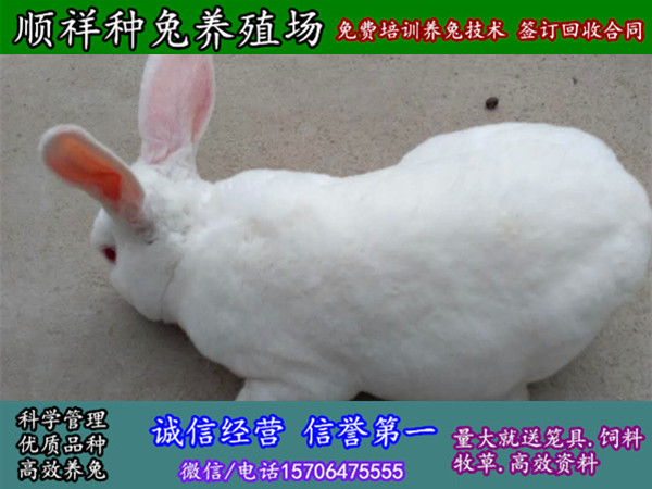 黑龙江鹤岗野兔种兔多少钱一只
